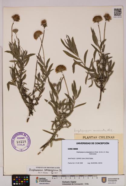 Haplopappus poeppigianus [Espécimen: UDEC:CONC:0058558]