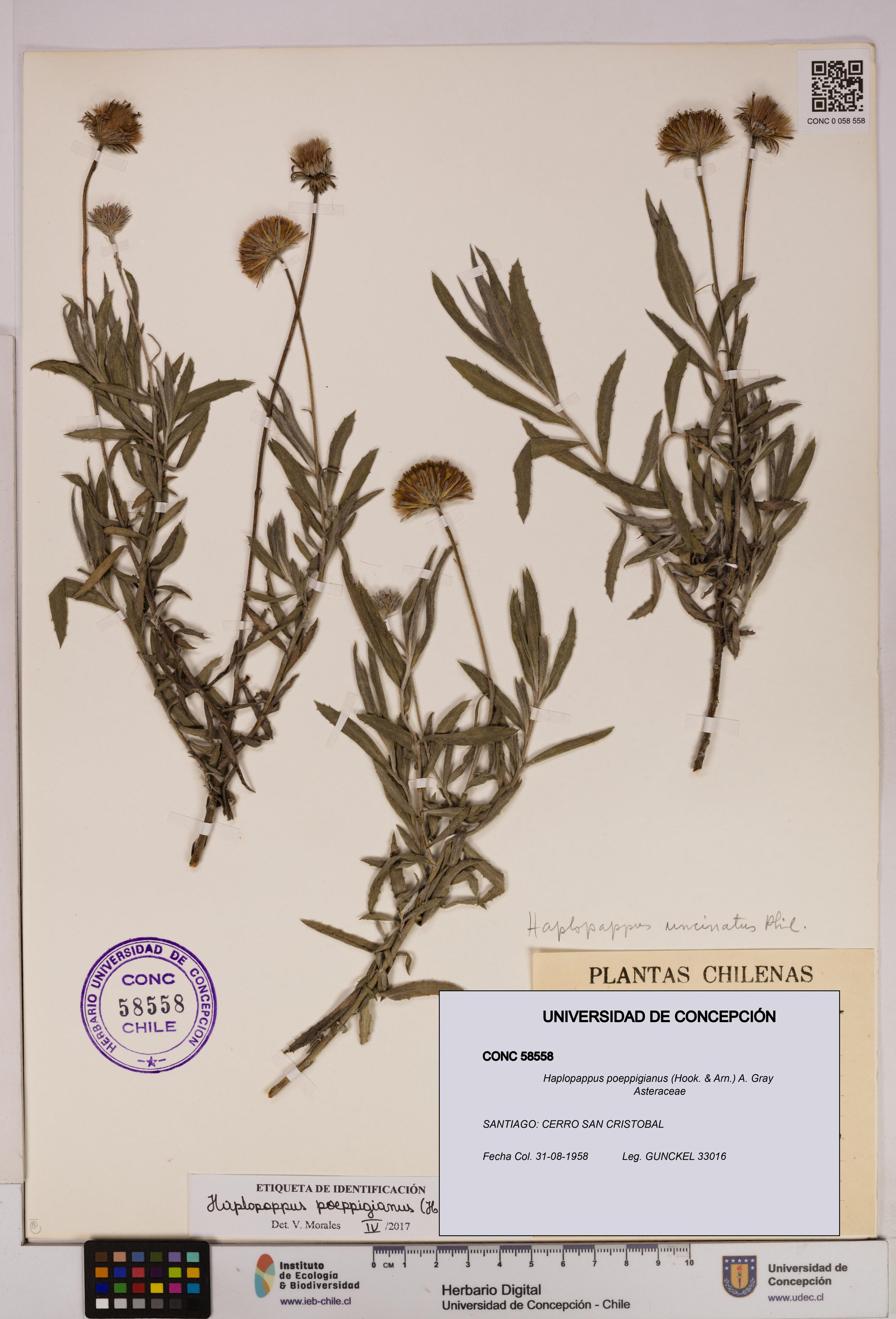 Haplopappus poeppigianus [Espécimen: UDEC:CONC:0058558]