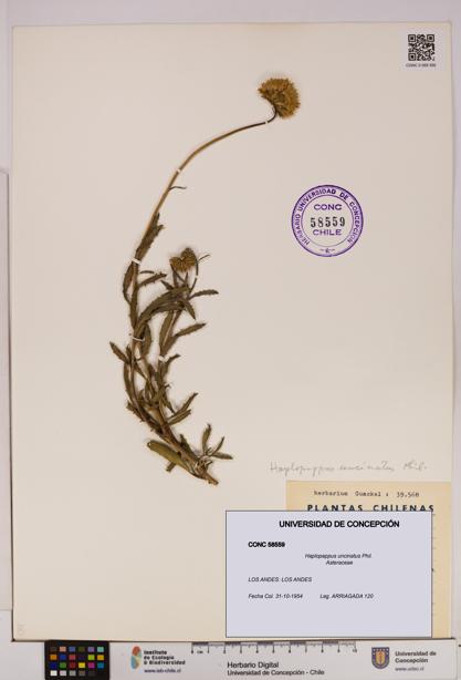 Haplopappus uncinatus [Espécimen: UDEC:CONC:0058559]