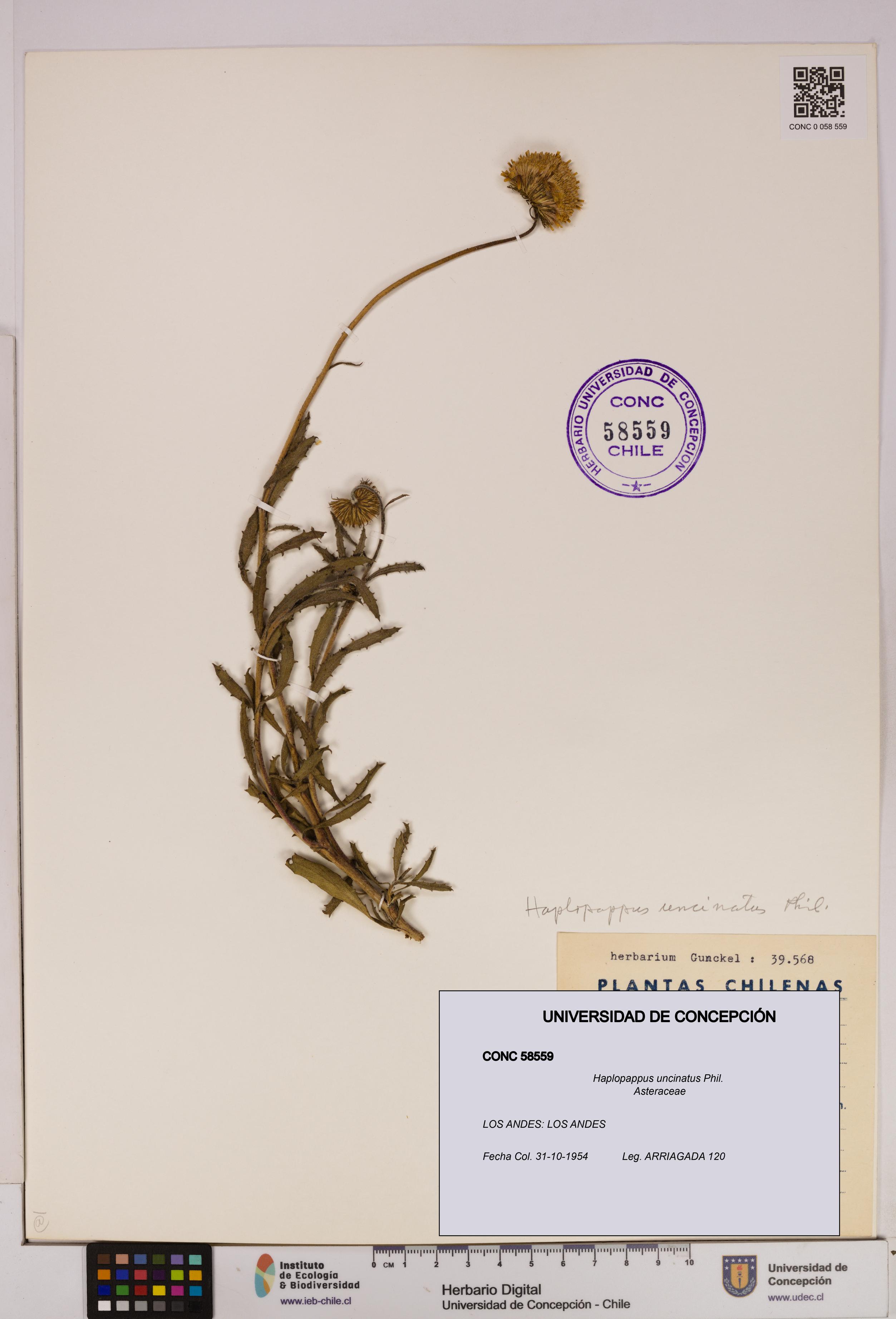 Haplopappus uncinatus [Espécimen: UDEC:CONC:0058559]