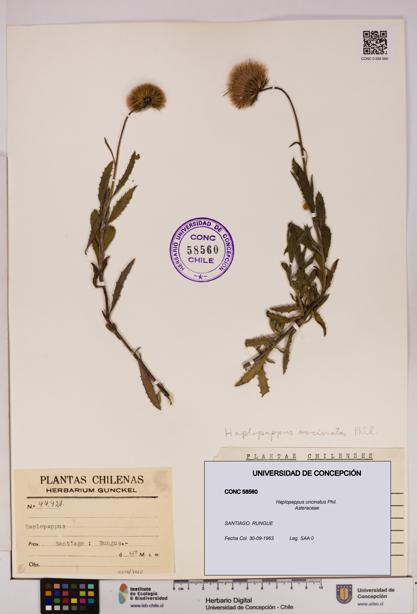 Haplopappus uncinatus [Espécimen: UDEC:CONC:0058560]