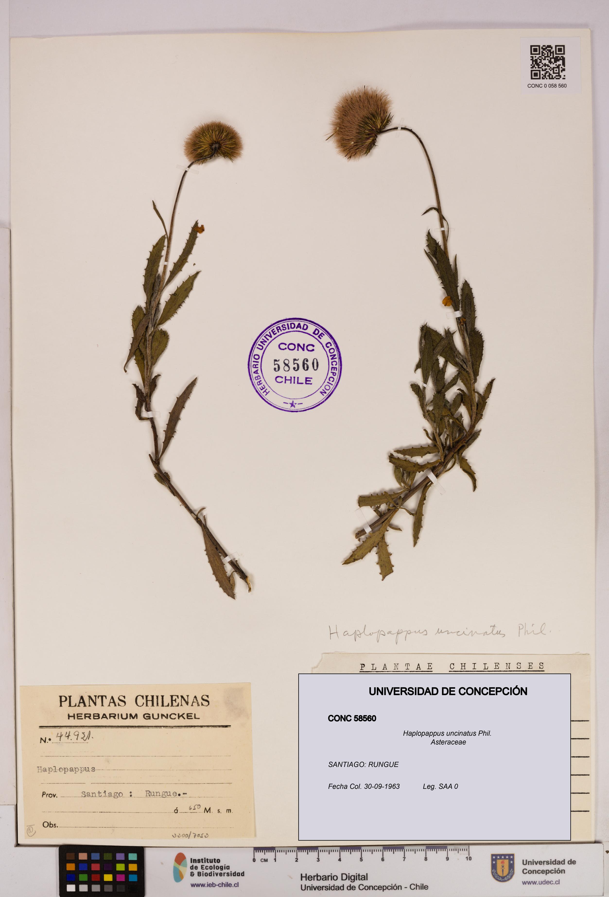 Haplopappus uncinatus [Espécimen: UDEC:CONC:0058560]