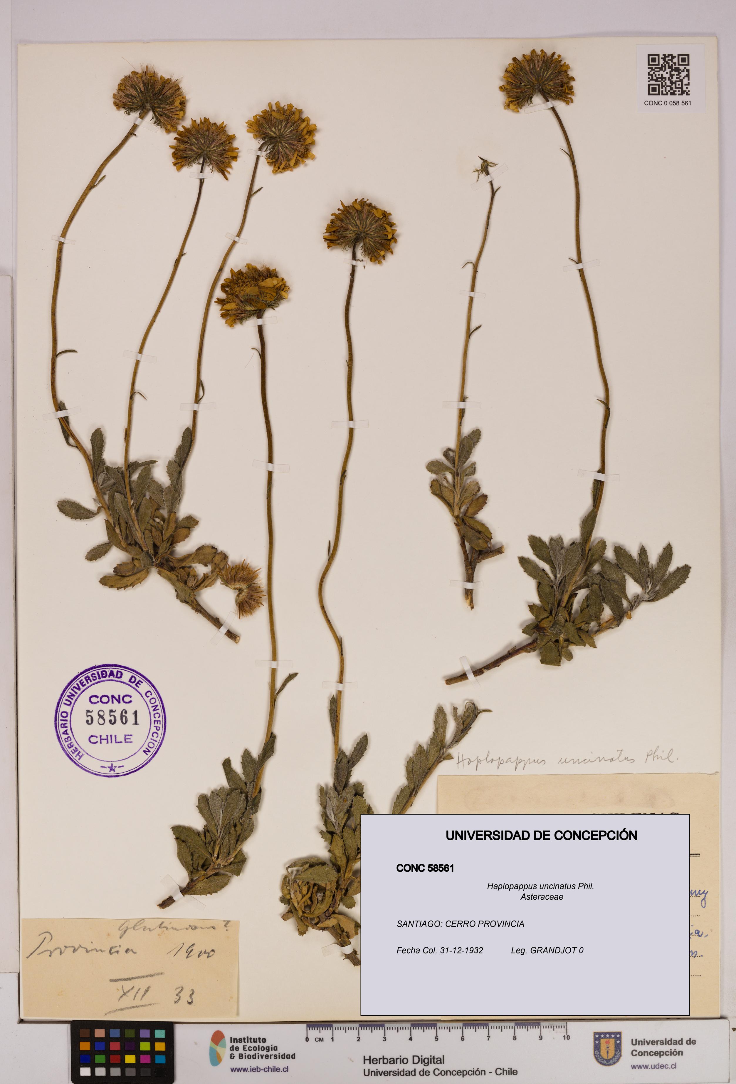Haplopappus uncinatus [Espécimen: UDEC:CONC:0058561]