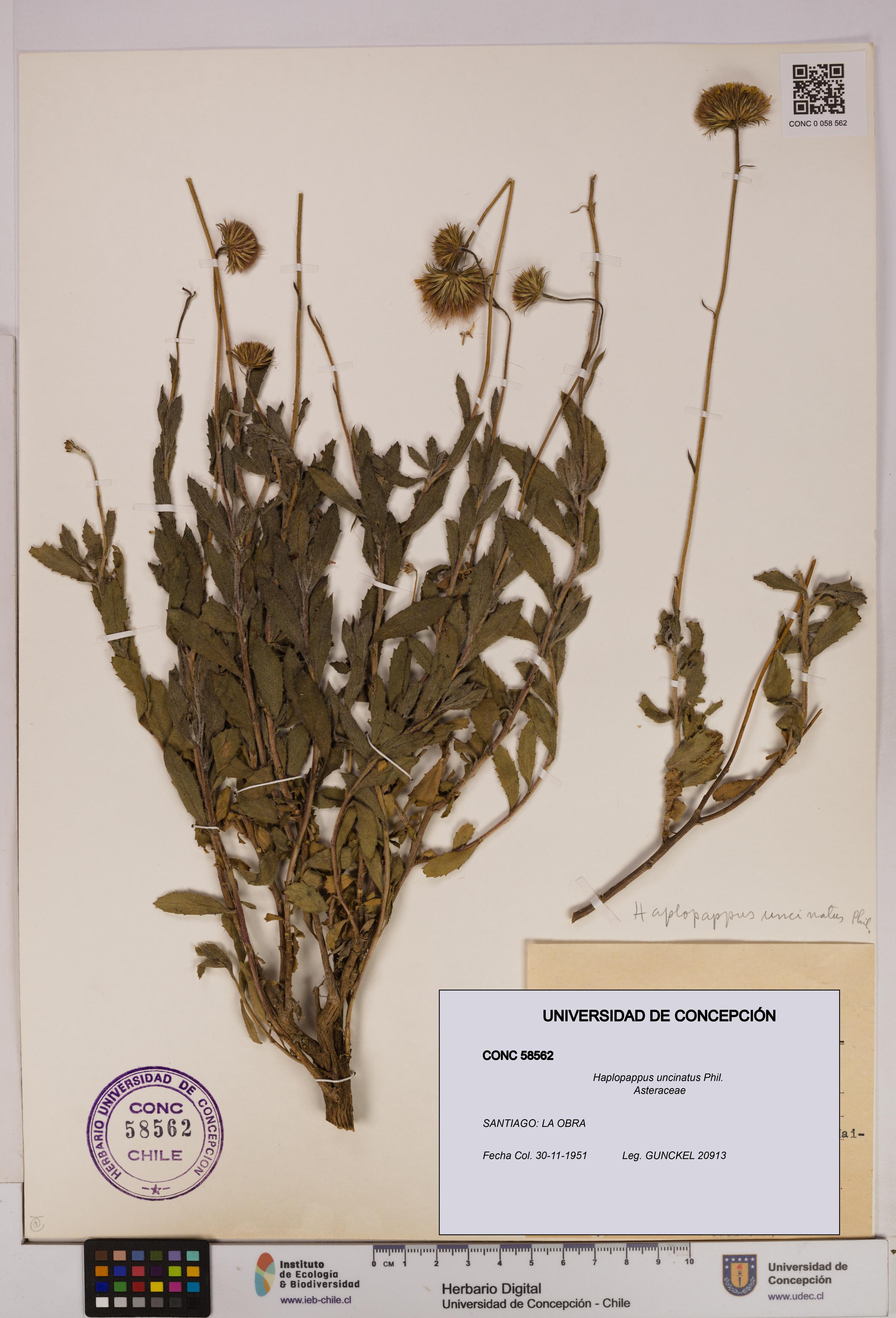 Haplopappus uncinatus [Espécimen: UDEC:CONC:0058562]