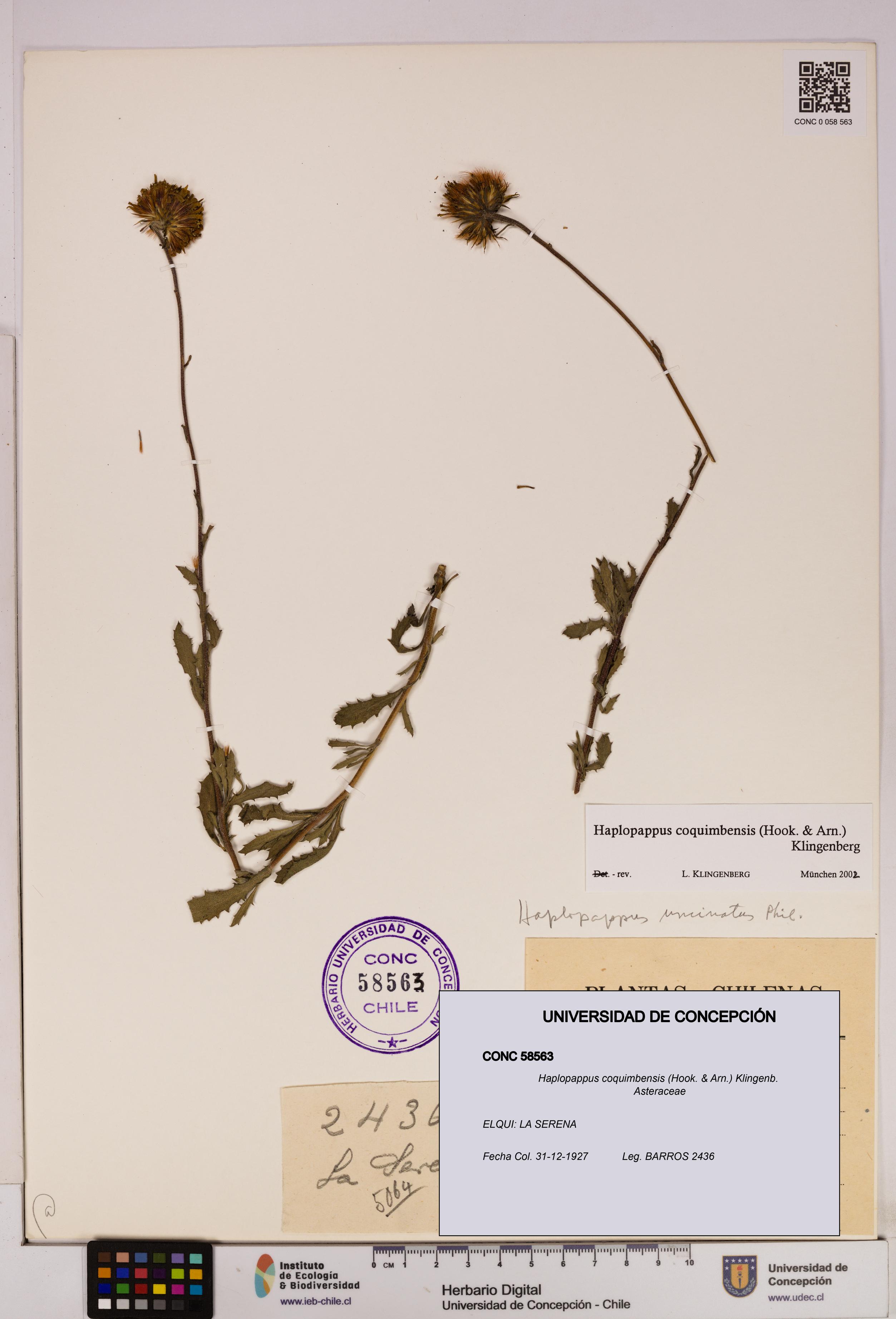 Haplopappus coquimbensis [Espécimen: UDEC:CONC:0058563]