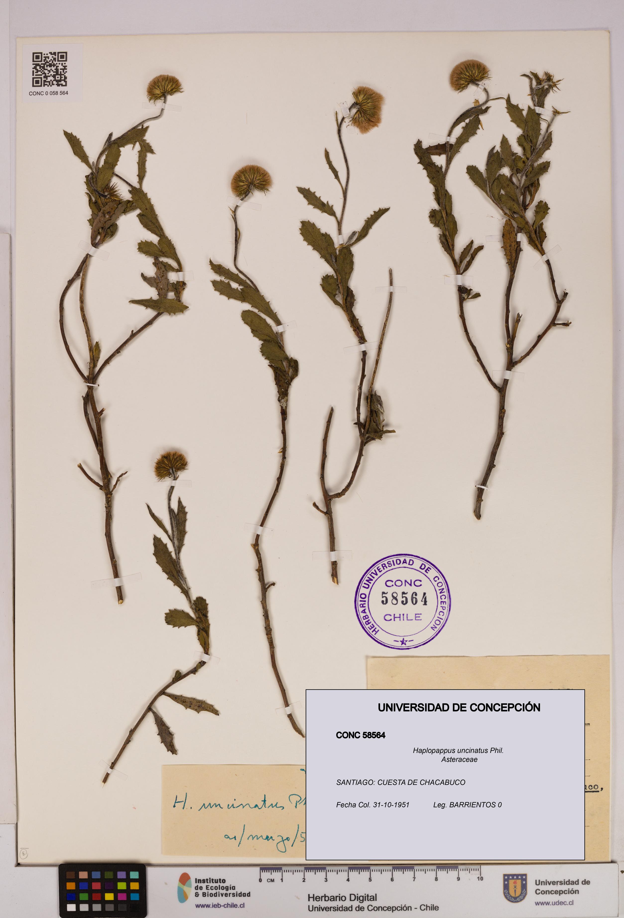 Haplopappus uncinatus [Espécimen: UDEC:CONC:0058564]