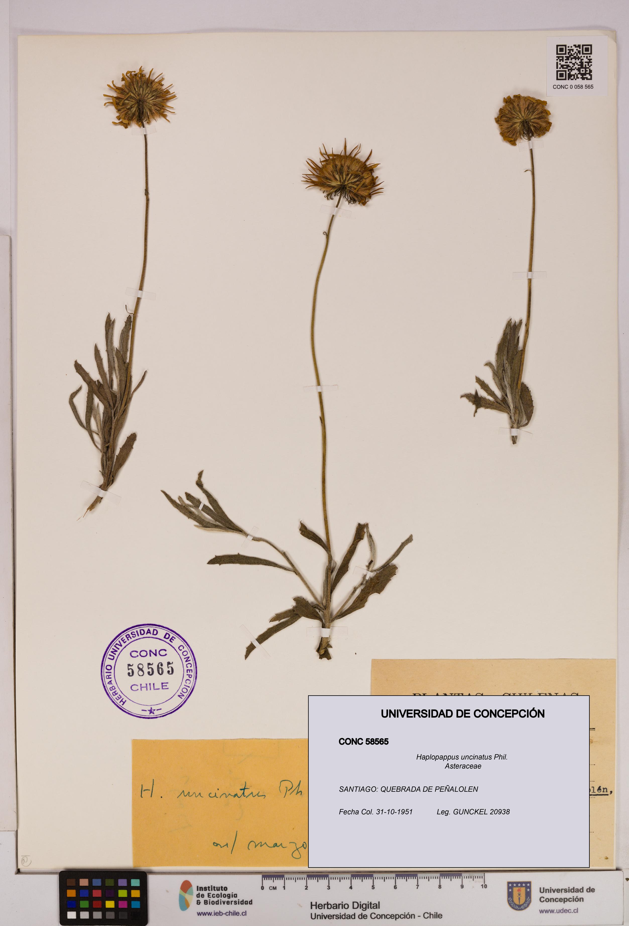 Haplopappus uncinatus [Espécimen: UDEC:CONC:0058565]