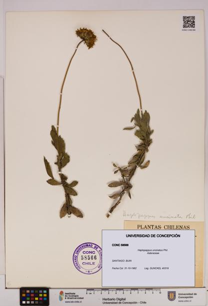 Haplopappus uncinatus [Espécimen: UDEC:CONC:0058566]