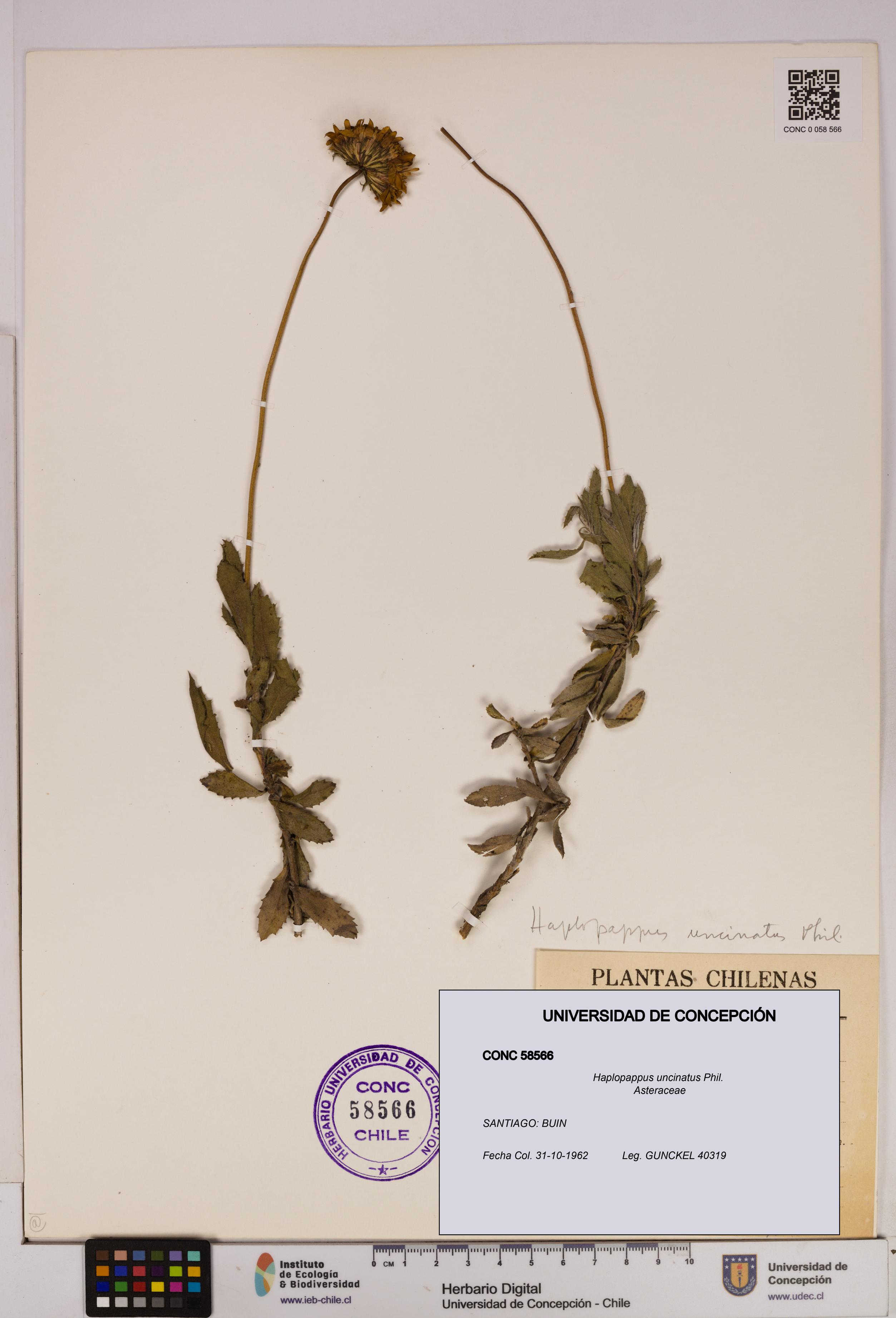 Haplopappus uncinatus [Espécimen: UDEC:CONC:0058566]