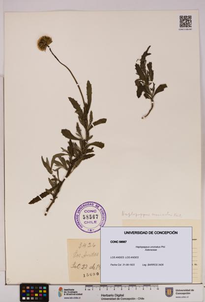 Haplopappus uncinatus [Espécimen: UDEC:CONC:0058567]