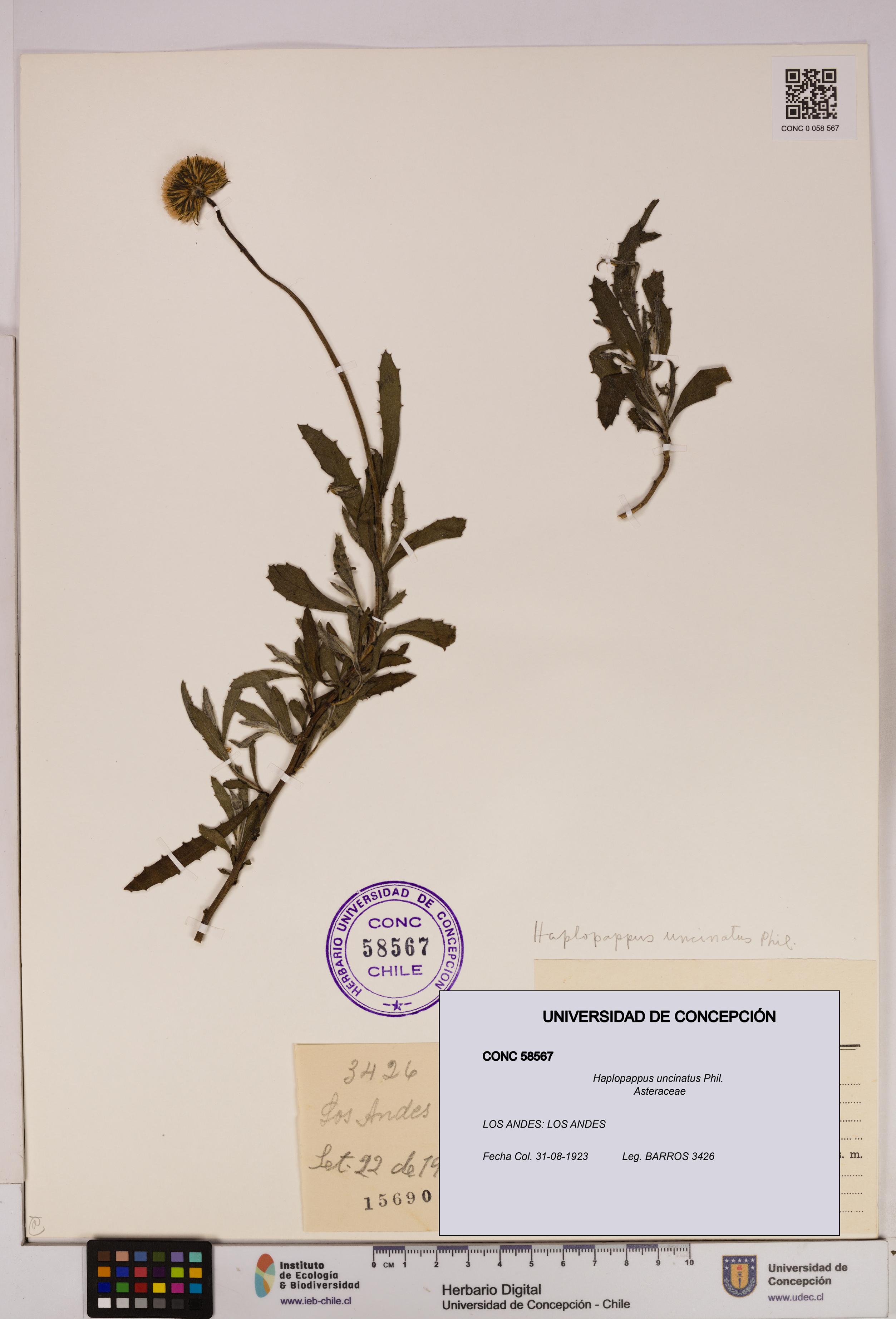 Haplopappus uncinatus [Espécimen: UDEC:CONC:0058567]