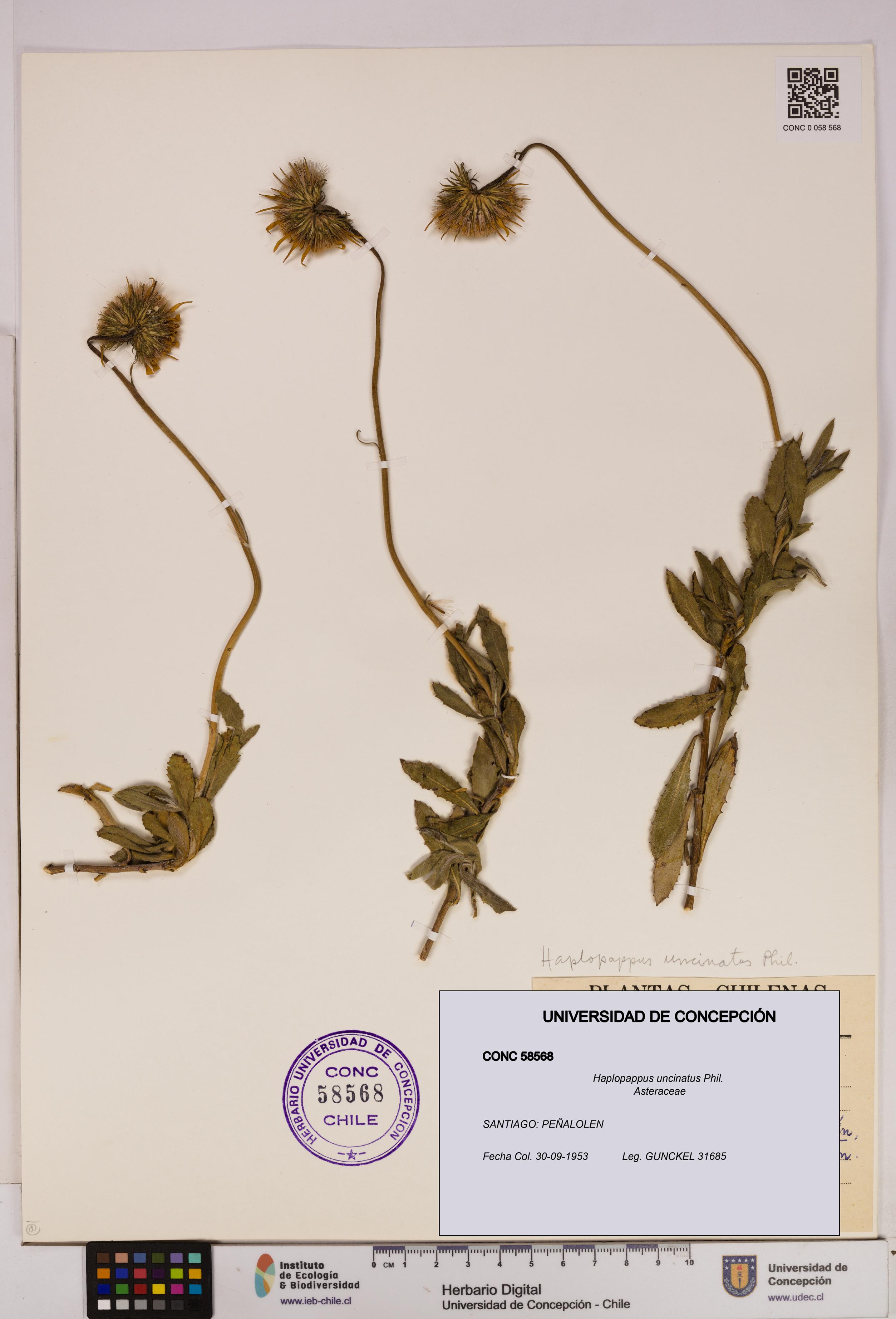 Haplopappus uncinatus [Espécimen: UDEC:CONC:0058568]
