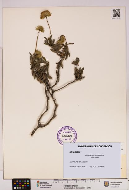 Haplopappus uncinatus [Espécimen: UDEC:CONC:0058569]