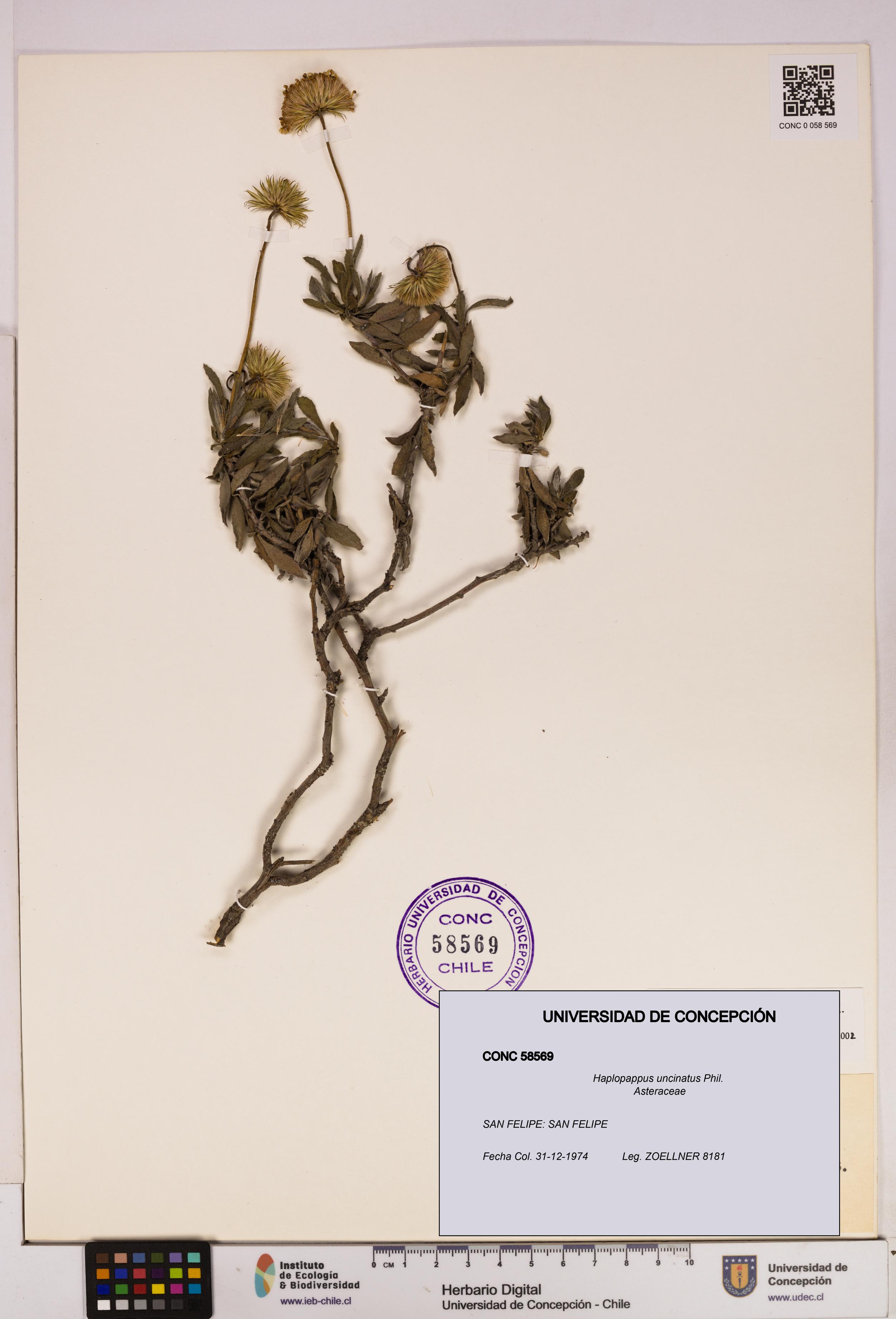 Haplopappus uncinatus [Espécimen: UDEC:CONC:0058569]
