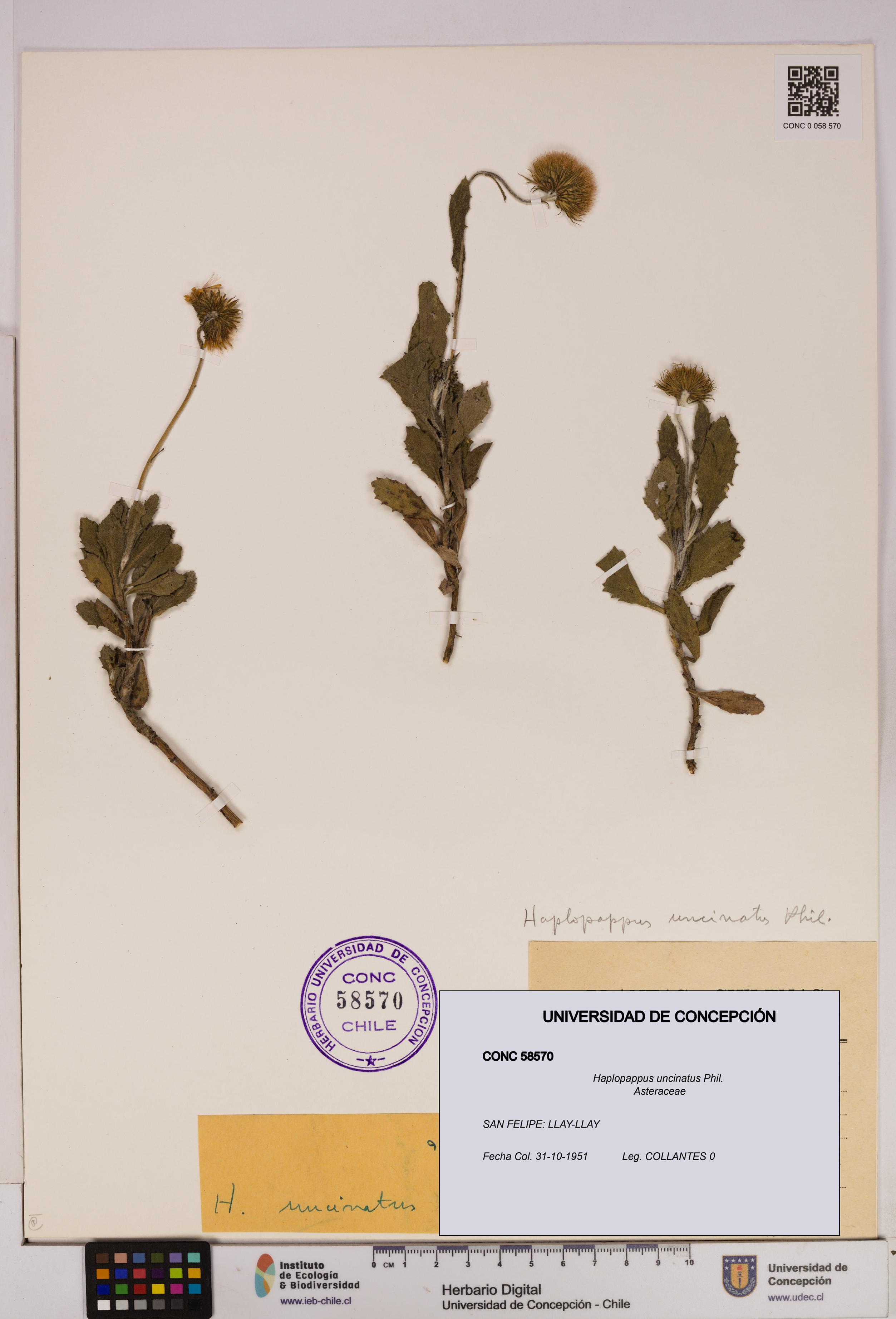 Haplopappus uncinatus [Espécimen: UDEC:CONC:0058570]