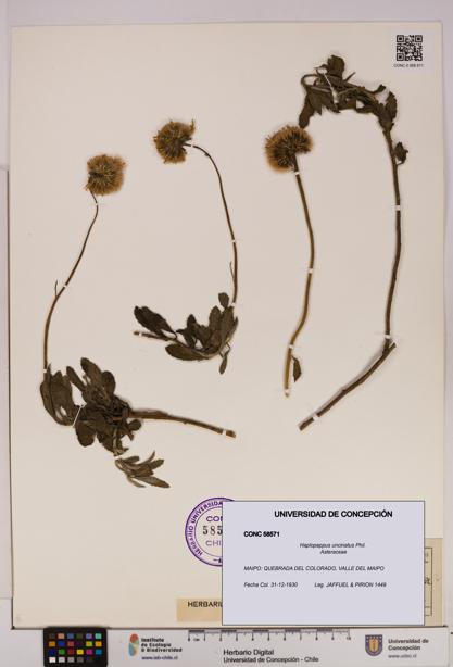 Haplopappus uncinatus [Espécimen: UDEC:CONC:0058571]
