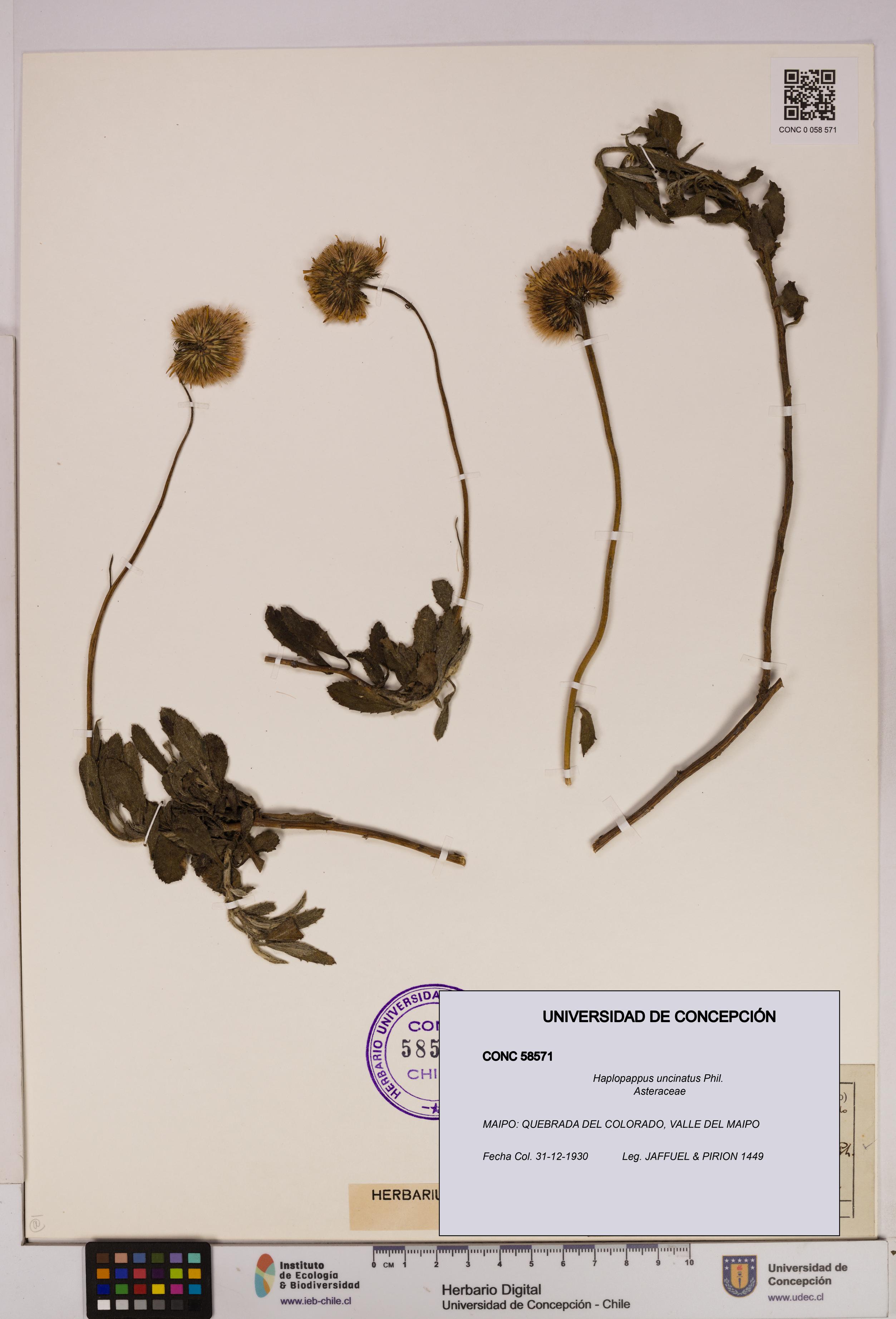 Haplopappus uncinatus [Espécimen: UDEC:CONC:0058571]