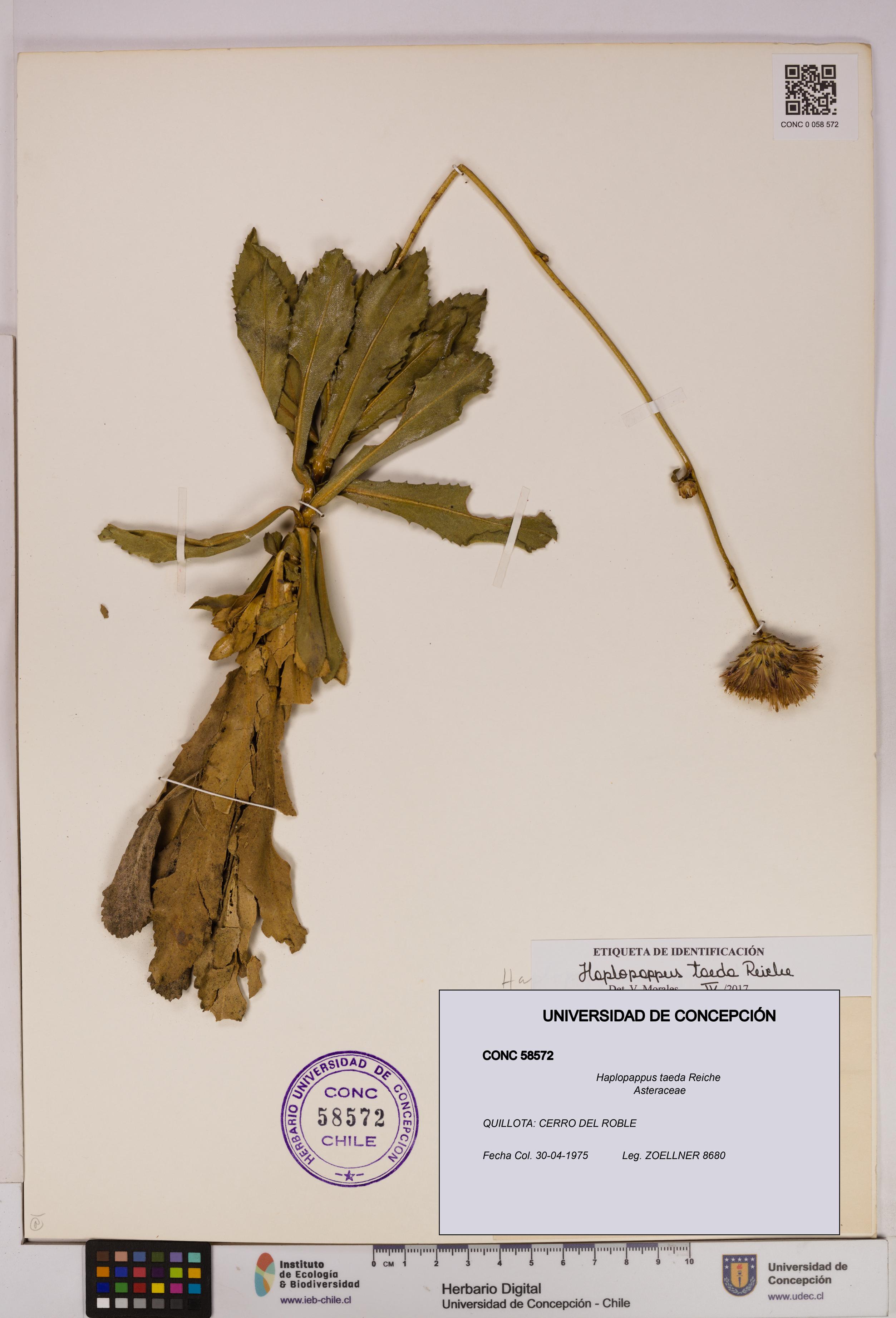 Haplopappus taeda [Espécimen: UDEC:CONC:0058572]