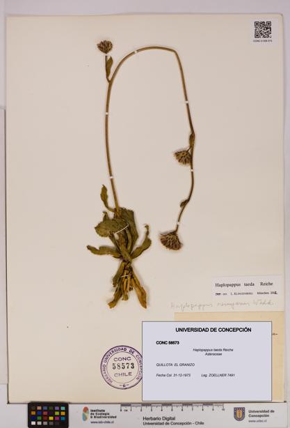 Haplopappus taeda [Espécimen: UDEC:CONC:0058573]