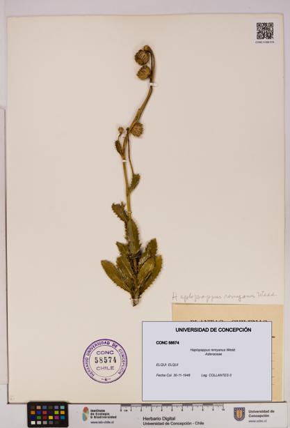 Haplopappus remyanus [Espécimen: UDEC:CONC:0058574]