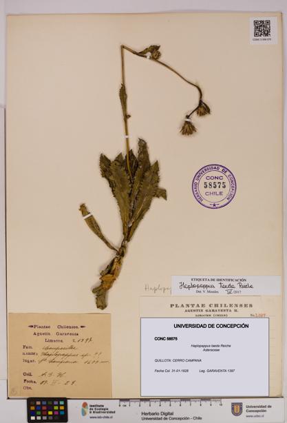 Haplopappus taeda [Espécimen: UDEC:CONC:0058575]