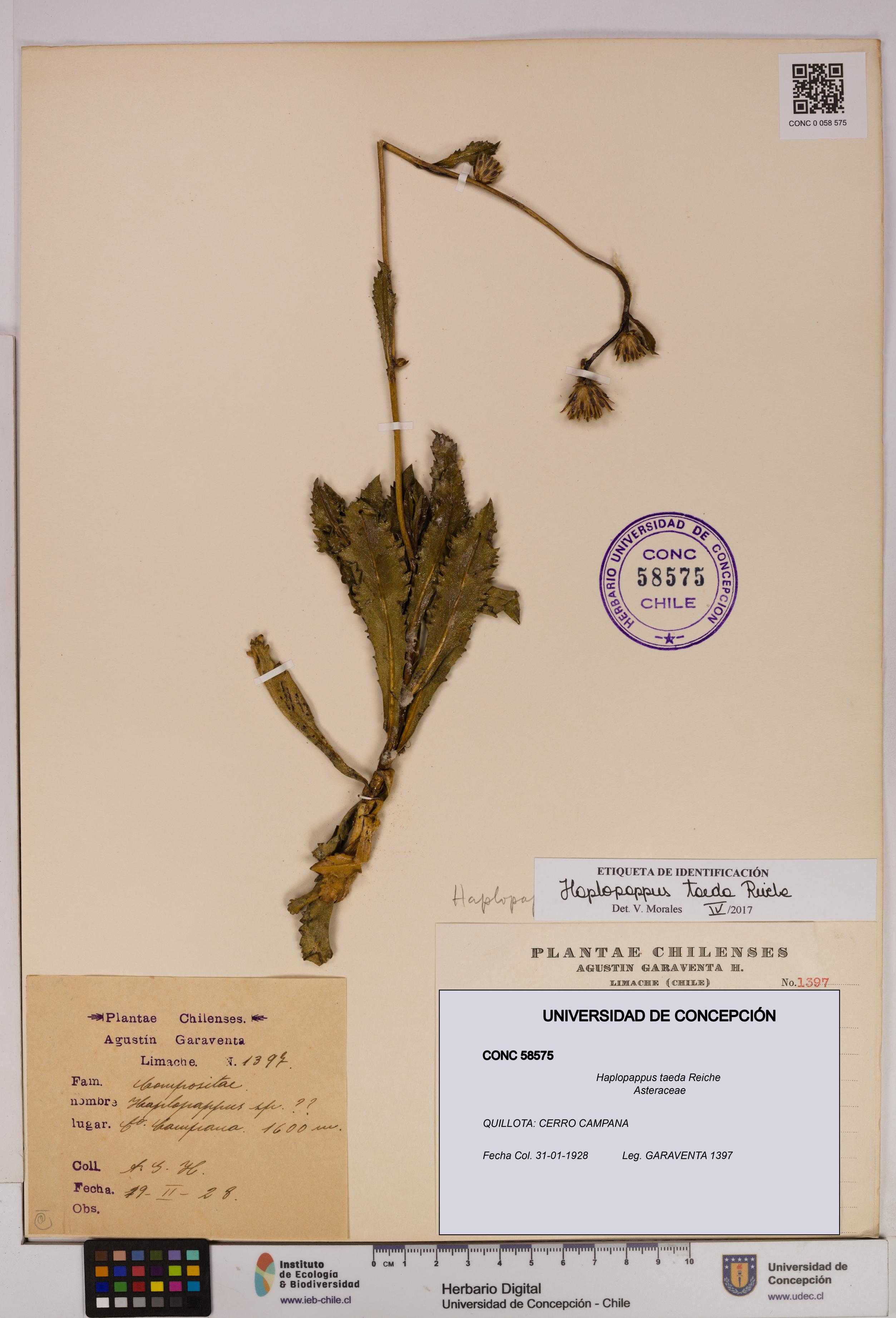 Haplopappus taeda [Espécimen: UDEC:CONC:0058575]