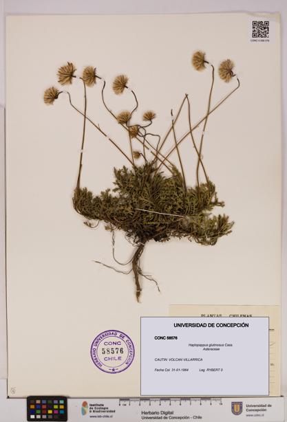 Haplopappus glutinosus [Espécimen: UDEC:CONC:0058576]