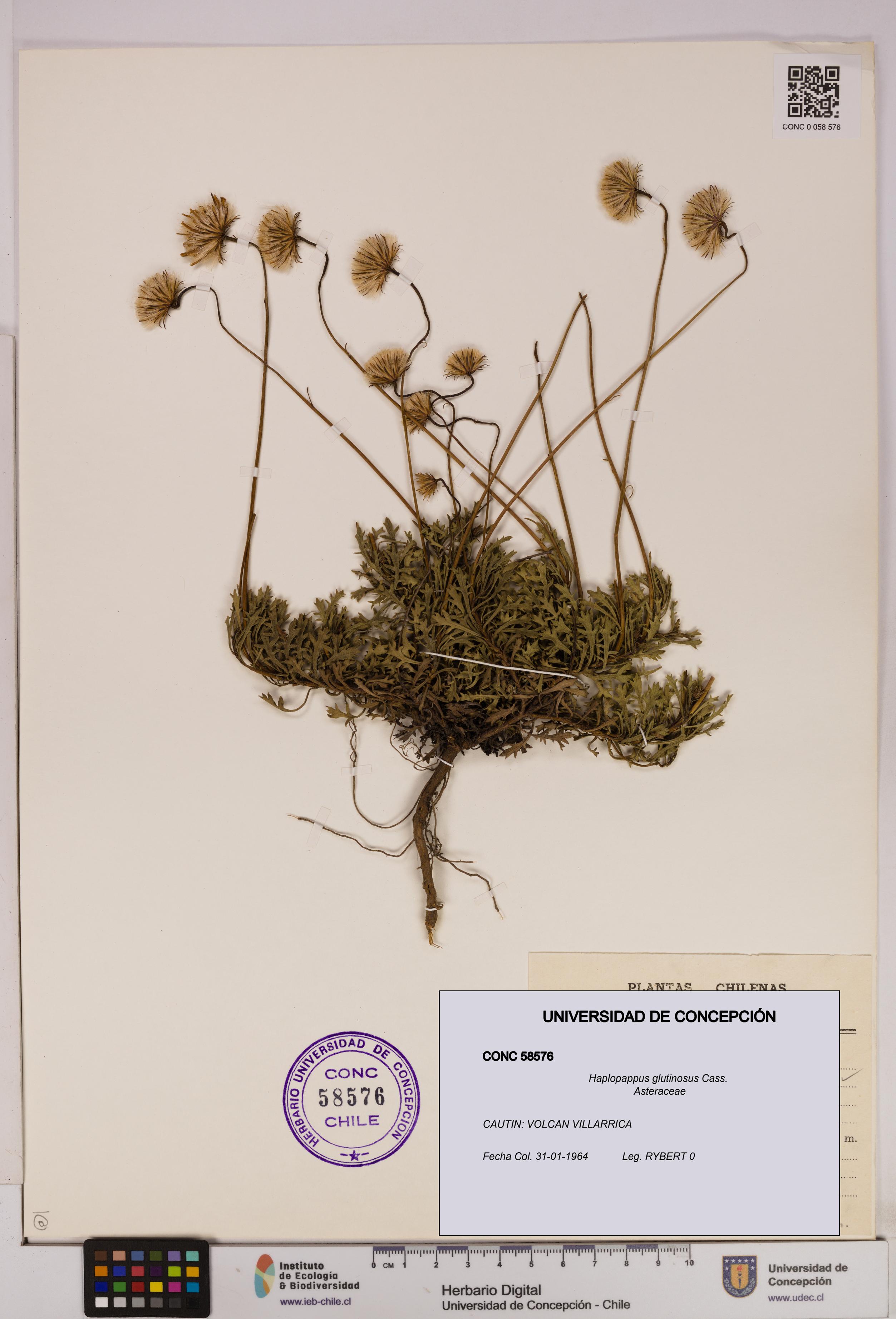Haplopappus glutinosus [Espécimen: UDEC:CONC:0058576]