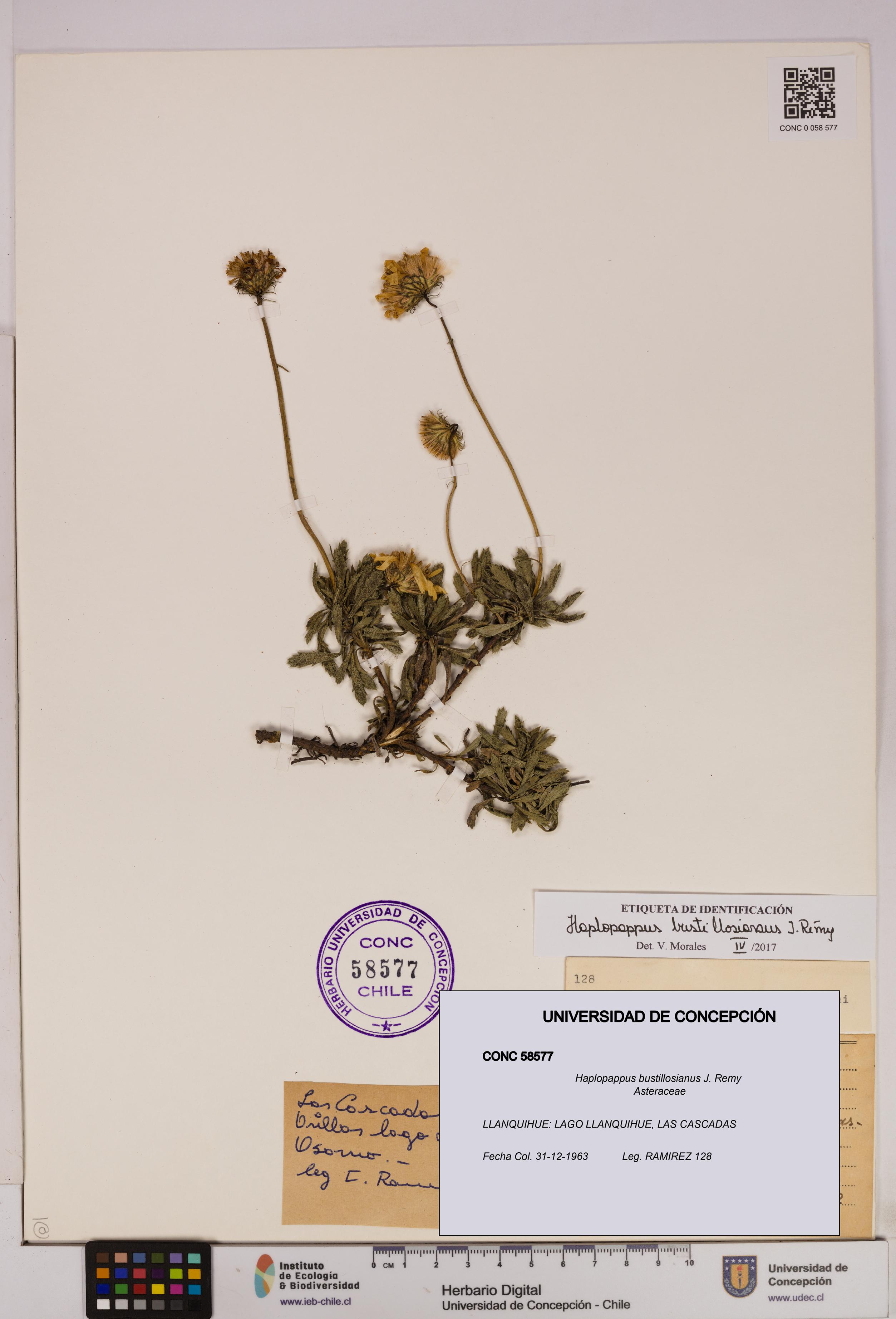 Haplopappus bustillosianus [Espécimen: UDEC:CONC:0058577]