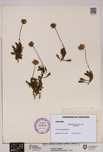 Haplopappus glutinosus [Espécimen: UDEC:CONC:0058578]