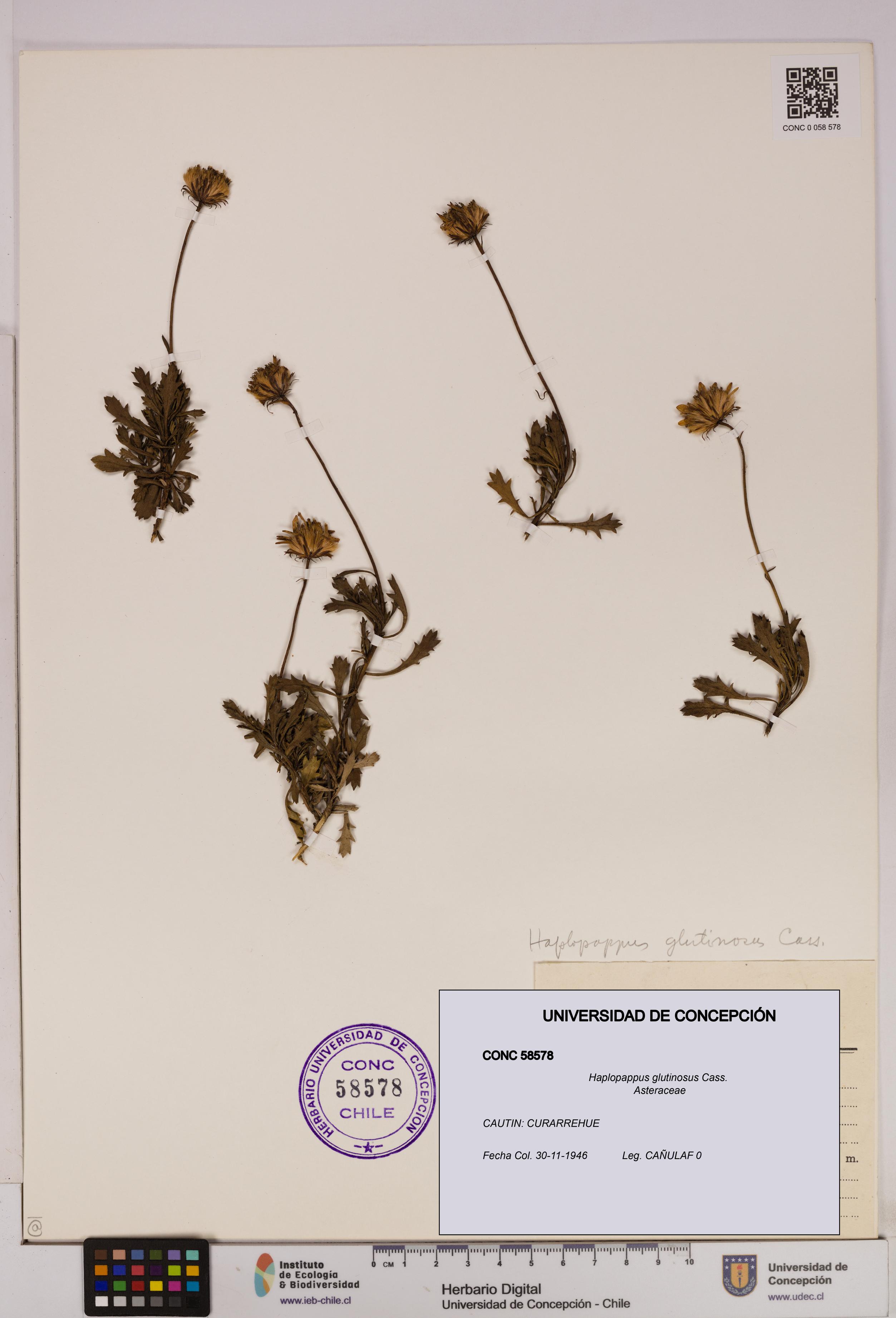 Haplopappus glutinosus [Espécimen: UDEC:CONC:0058578]