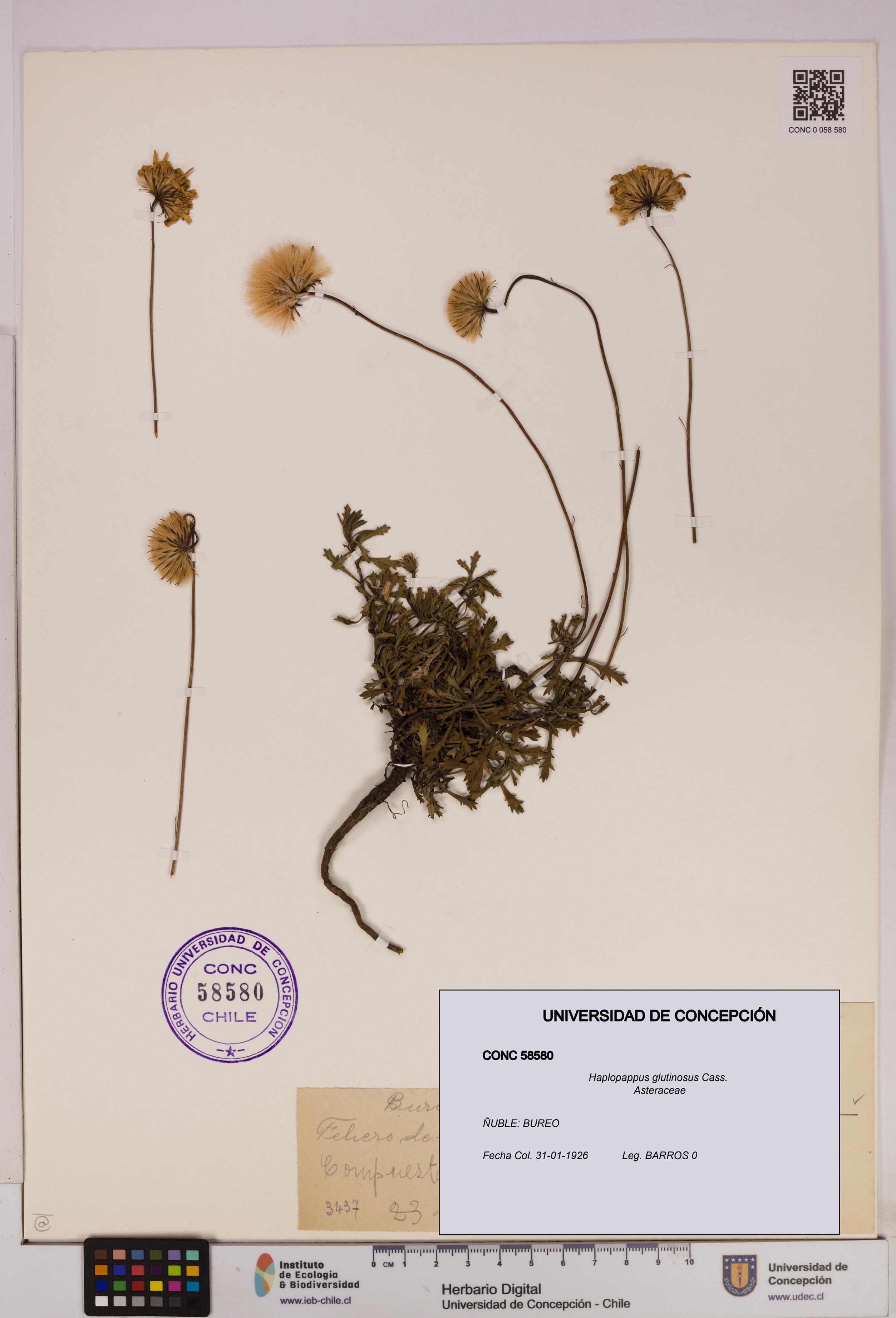 Haplopappus glutinosus [Espécimen: UDEC:CONC:0058580]