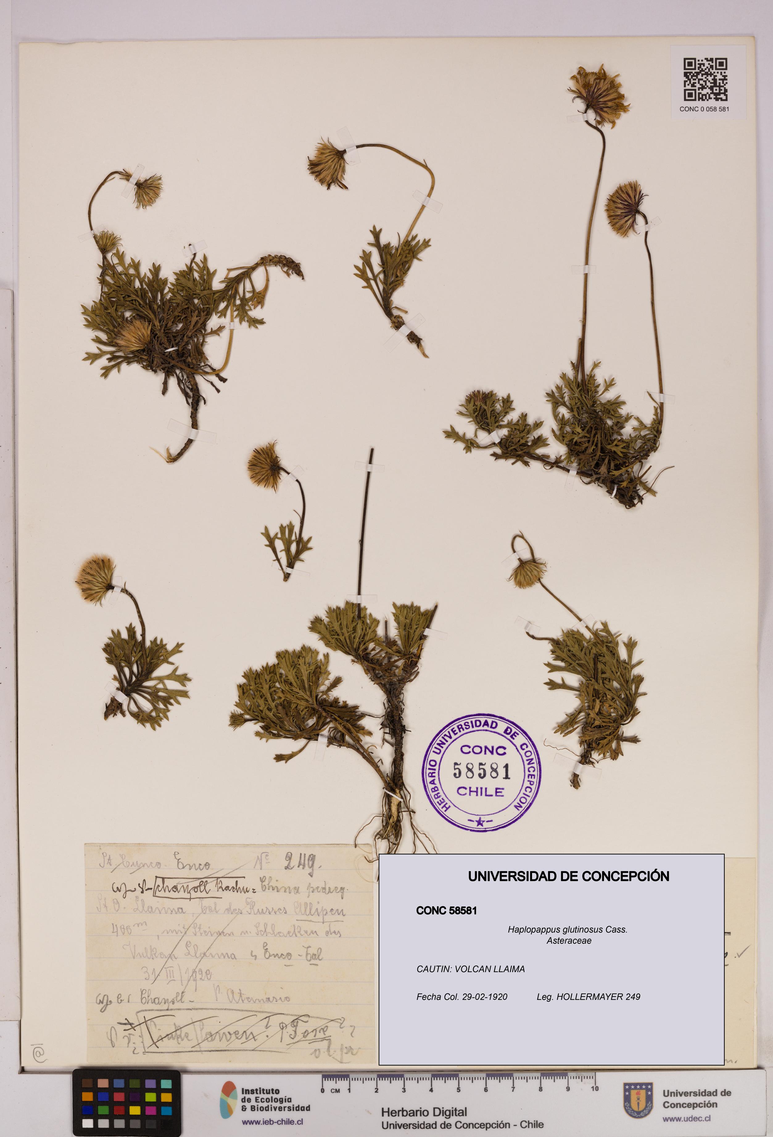Haplopappus glutinosus [Espécimen: UDEC:CONC:0058581]
