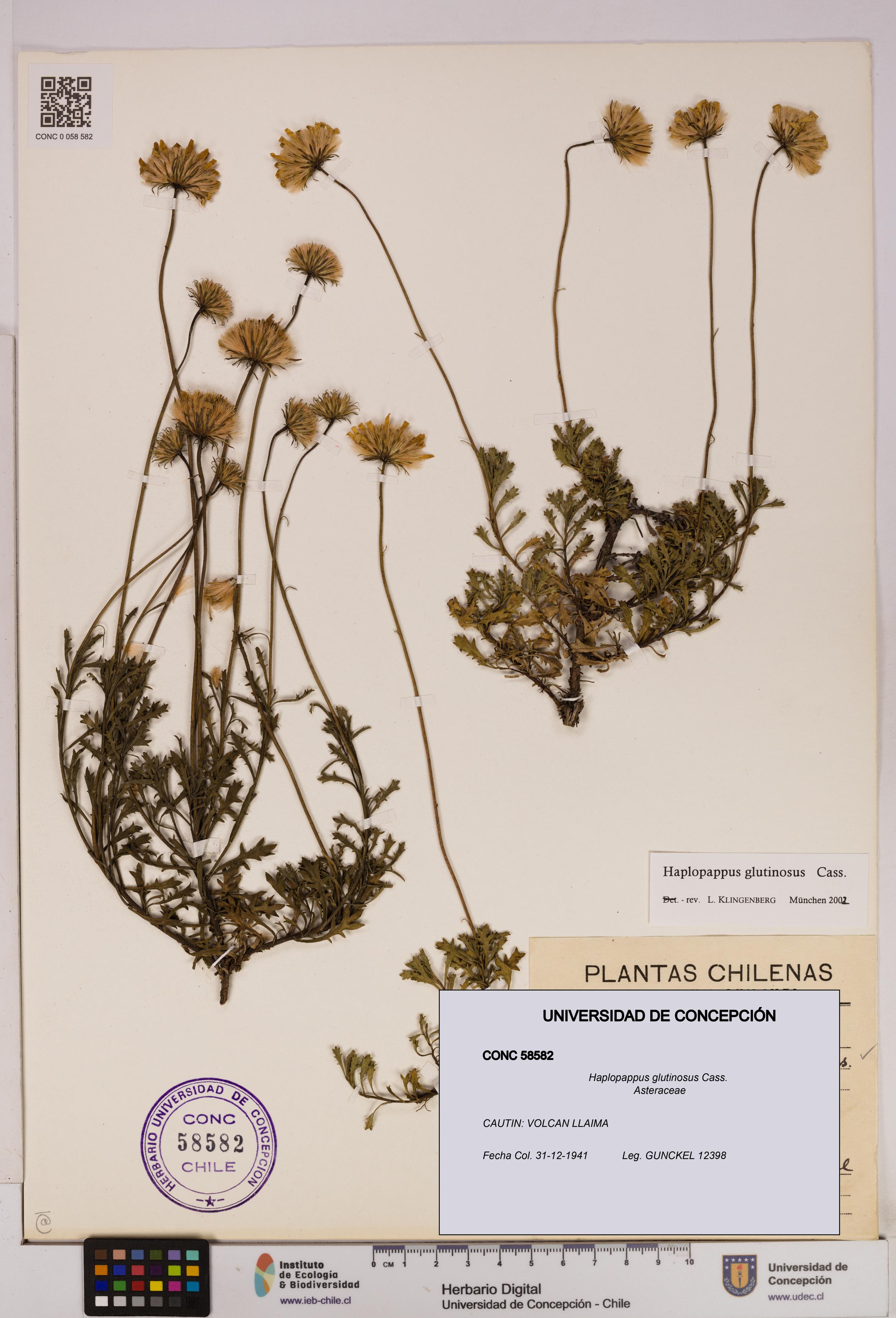 Haplopappus glutinosus [Espécimen: UDEC:CONC:0058582]