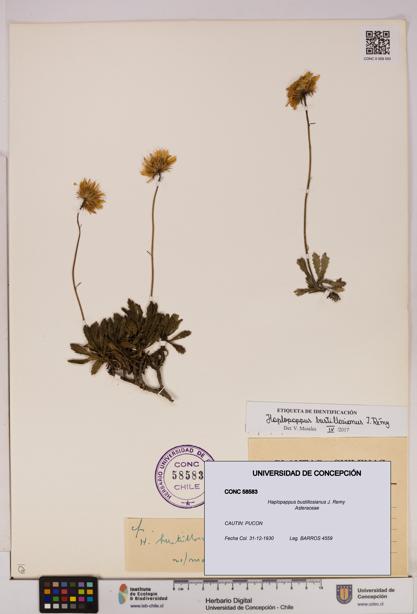 Haplopappus bustillosianus [Espécimen: UDEC:CONC:0058583]