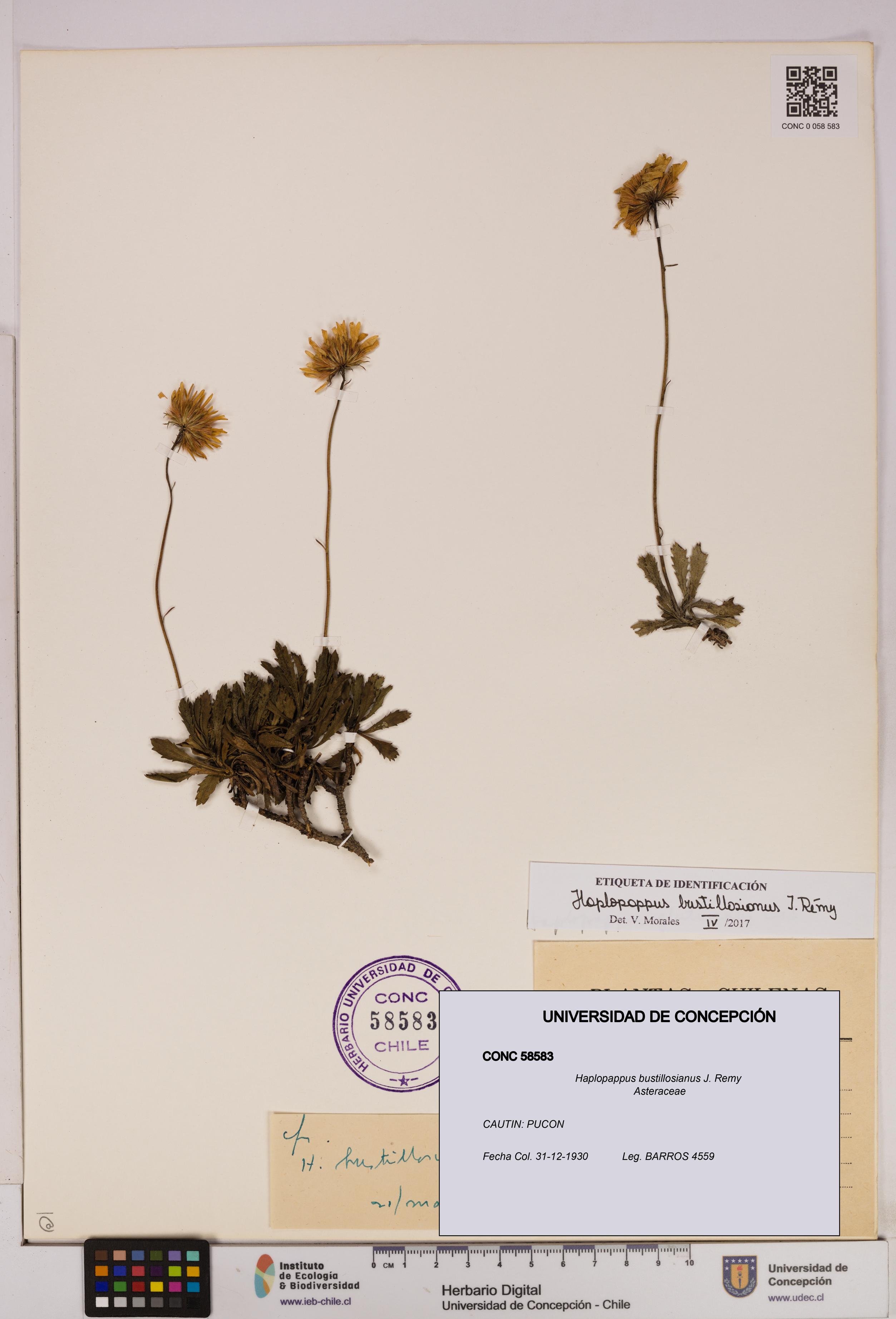 Haplopappus bustillosianus [Espécimen: UDEC:CONC:0058583]