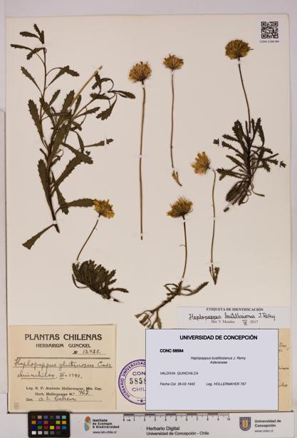 Haplopappus bustillosianus [Espécimen: UDEC:CONC:0058584]