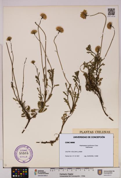 Haplopappus glutinosus [Espécimen: UDEC:CONC:0058585]
