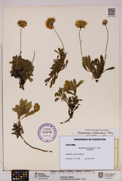 Haplopappus bustillosianus [Espécimen: UDEC:CONC:0058586]