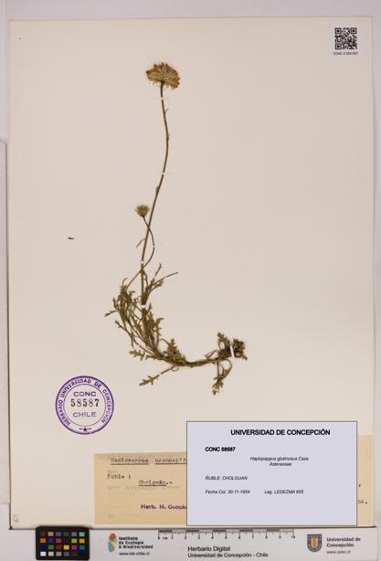 Haplopappus glutinosus [Espécimen: UDEC:CONC:0058587]