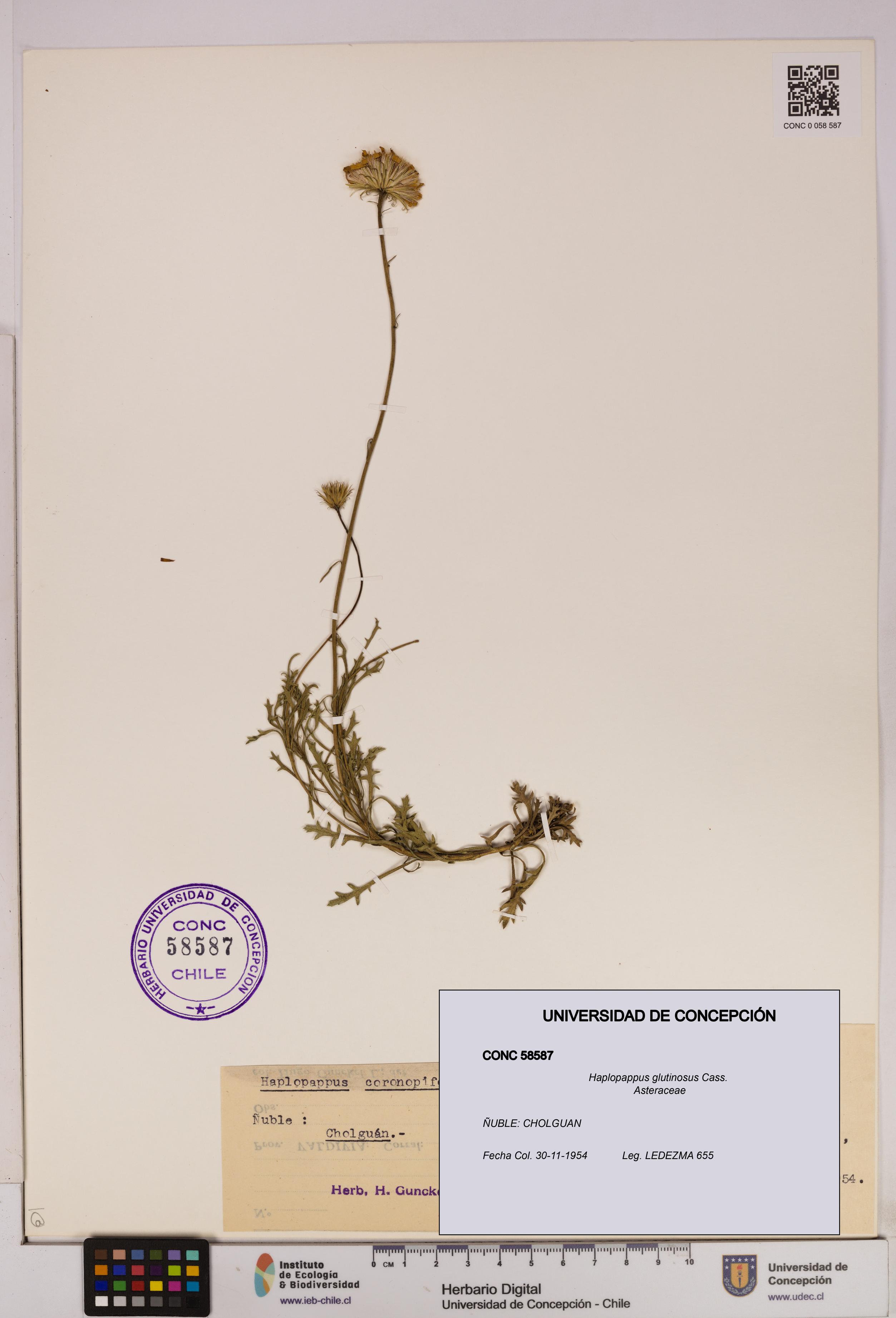 Haplopappus glutinosus [Espécimen: UDEC:CONC:0058587]