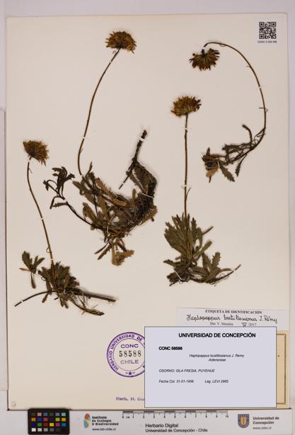 Haplopappus bustillosianus [Espécimen: UDEC:CONC:0058588]