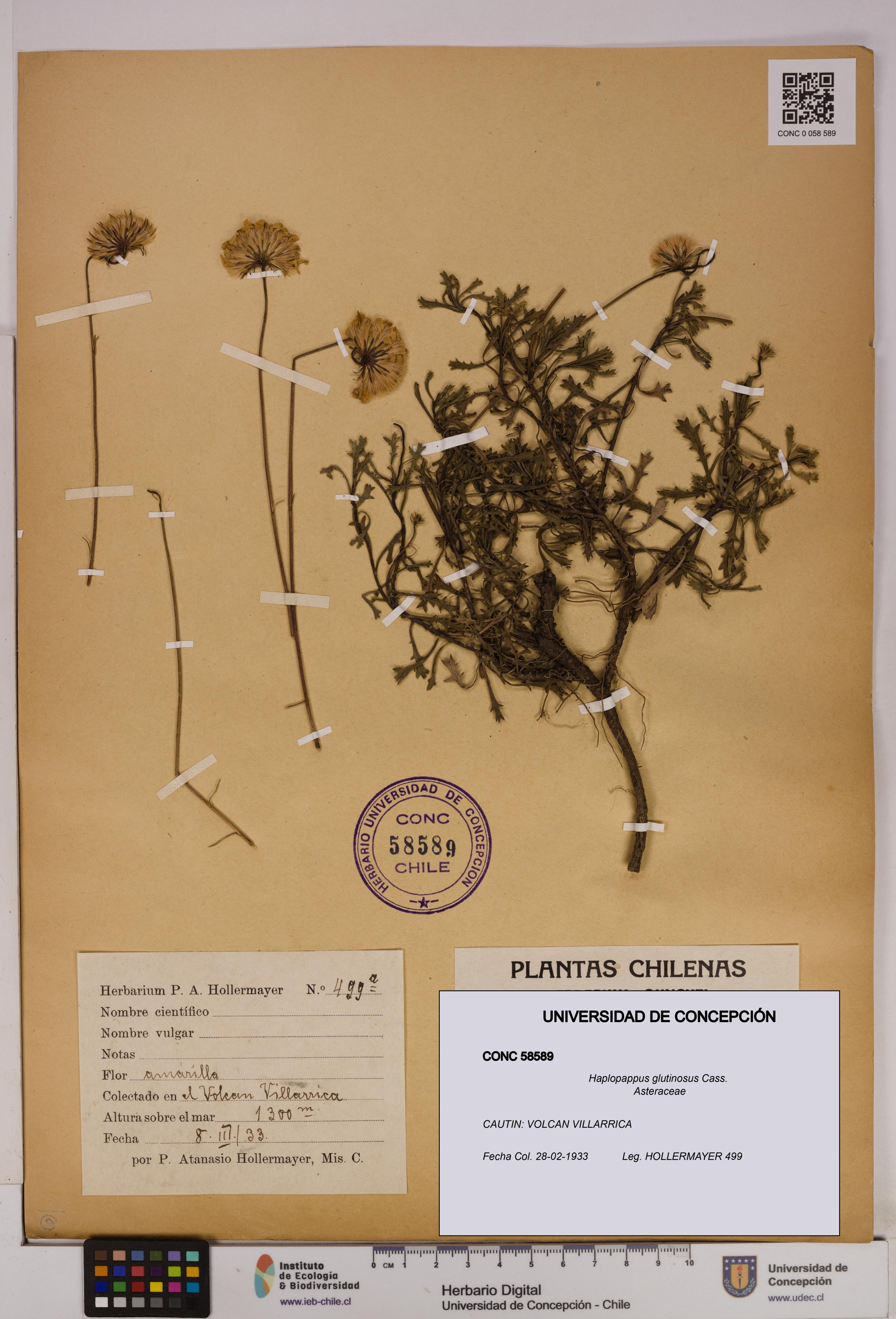Haplopappus glutinosus [Espécimen: UDEC:CONC:0058589]