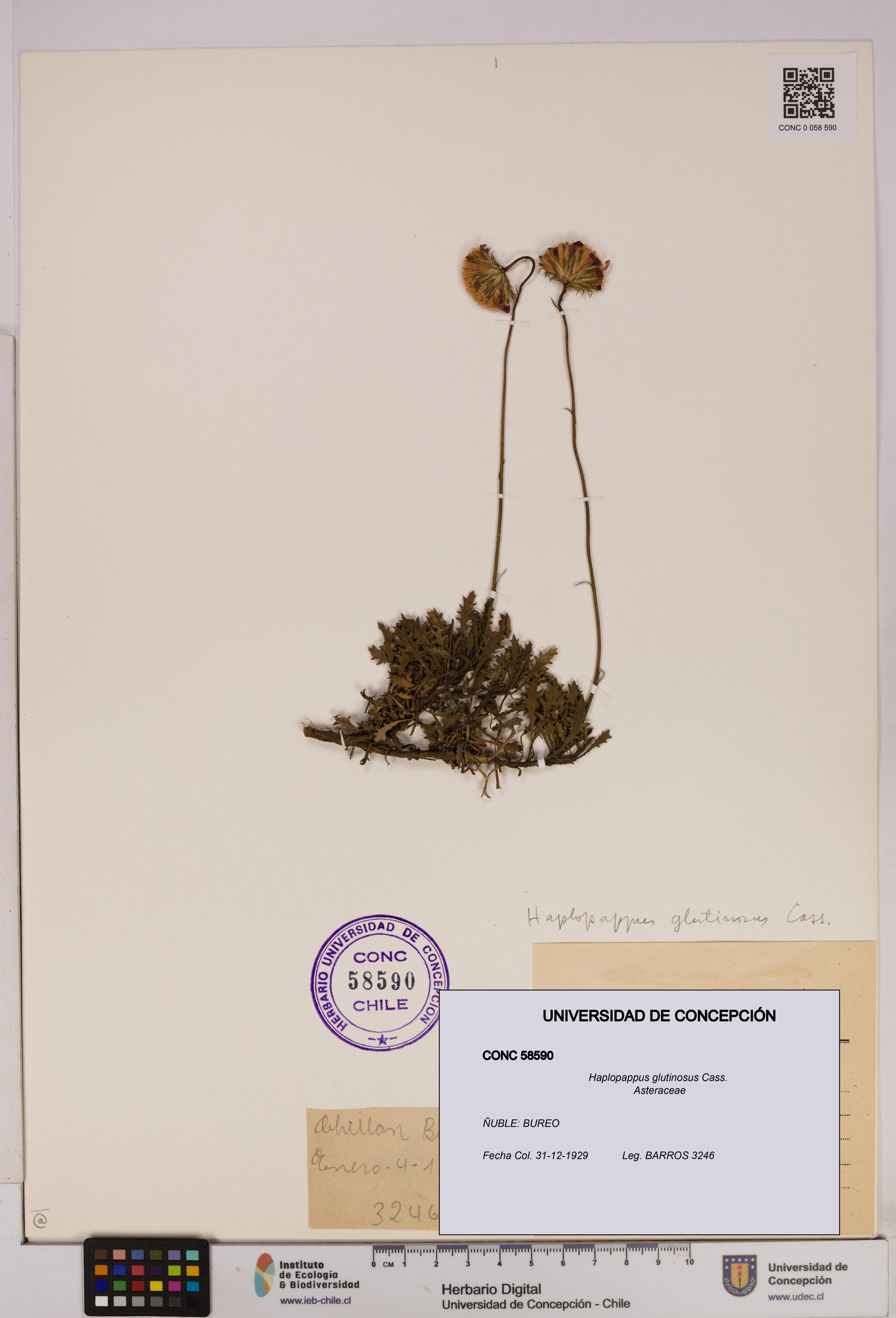 Haplopappus glutinosus [Espécimen: UDEC:CONC:0058590]