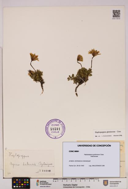 Haplopappus glutinosus [Espécimen: UDEC:CONC:0058591]