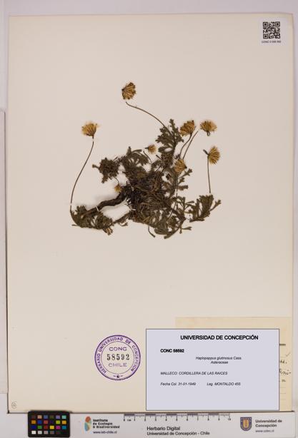 Haplopappus glutinosus [Espécimen: UDEC:CONC:0058592]