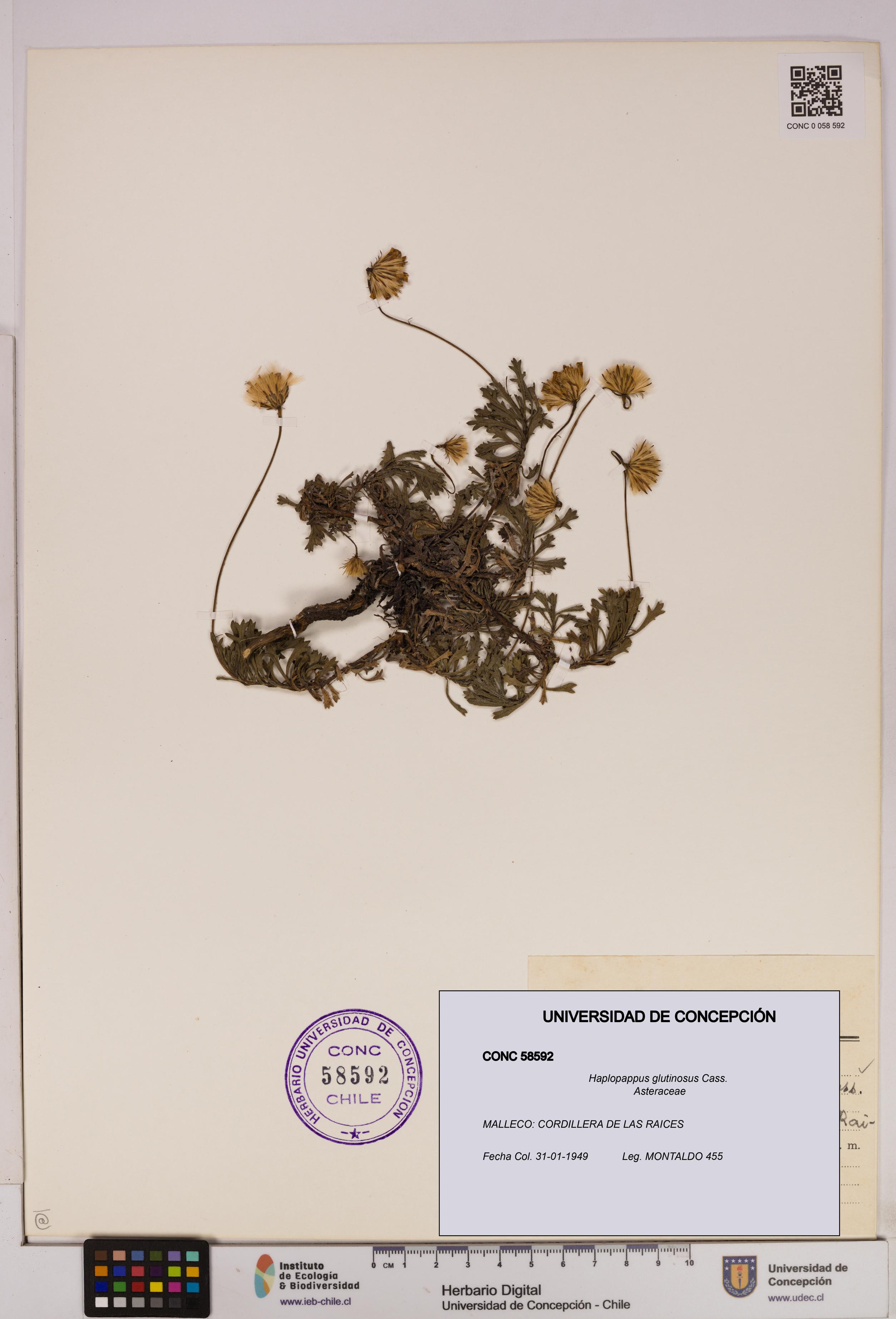 Haplopappus glutinosus [Espécimen: UDEC:CONC:0058592]