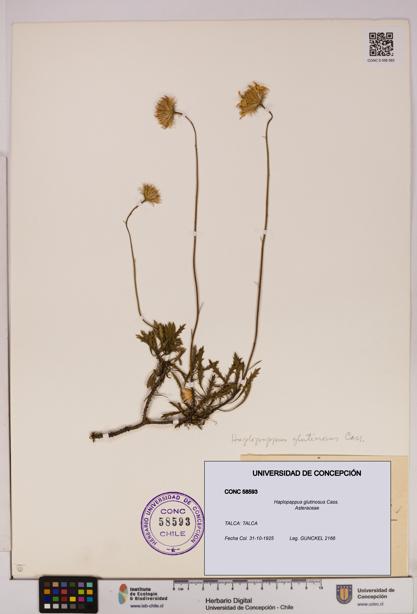 Haplopappus glutinosus [Espécimen: UDEC:CONC:0058593]