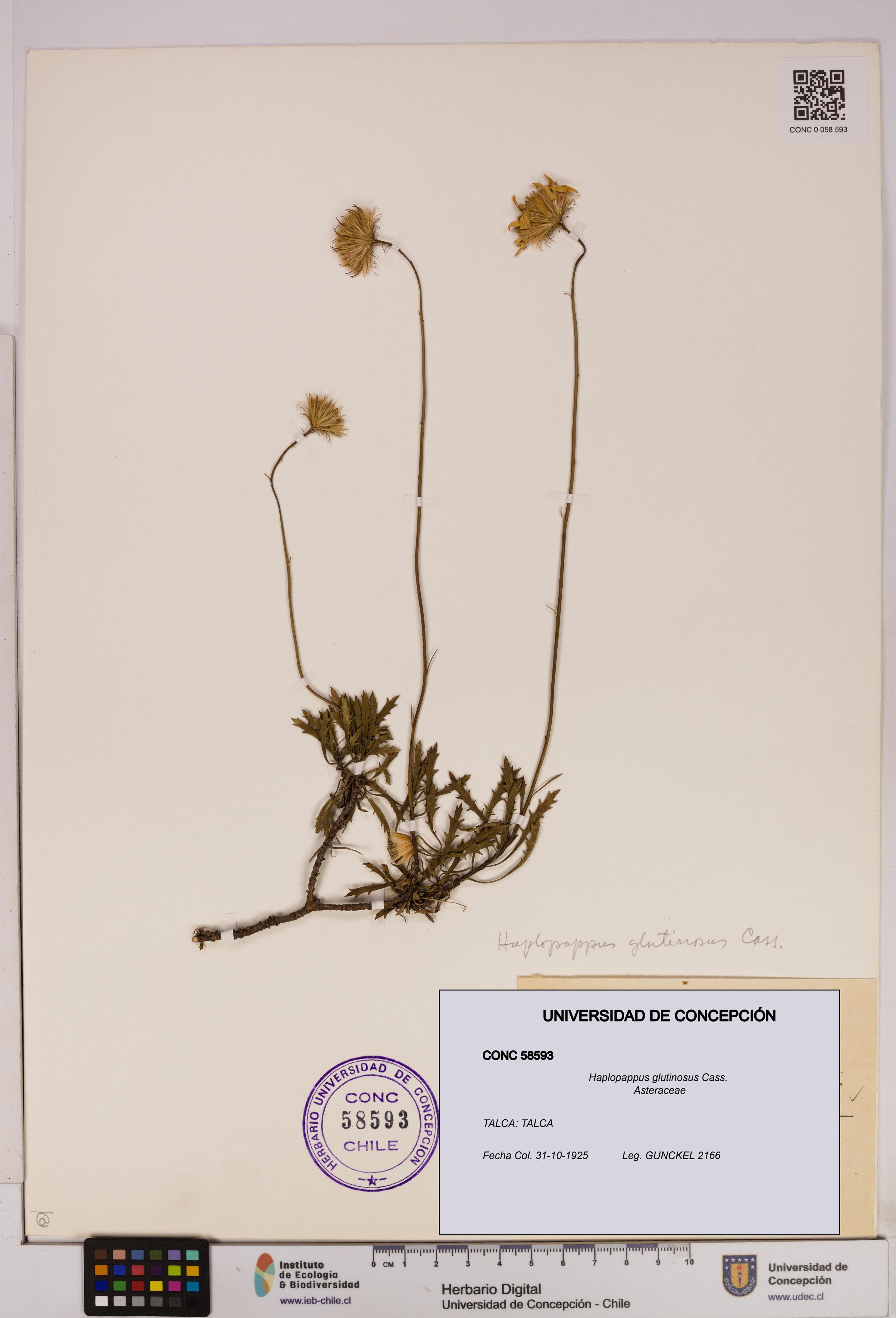 Haplopappus glutinosus [Espécimen: UDEC:CONC:0058593]