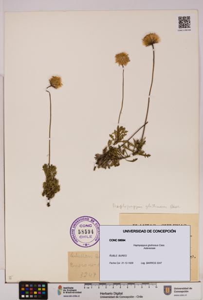 Haplopappus glutinosus [Espécimen: UDEC:CONC:0058594]